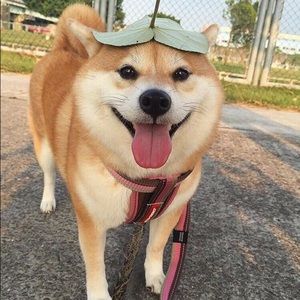 Meet your Posher, Alan